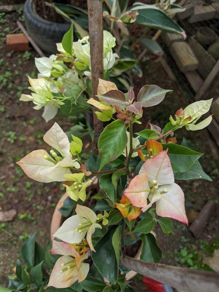 cây hoa giấy ghép (sufia)