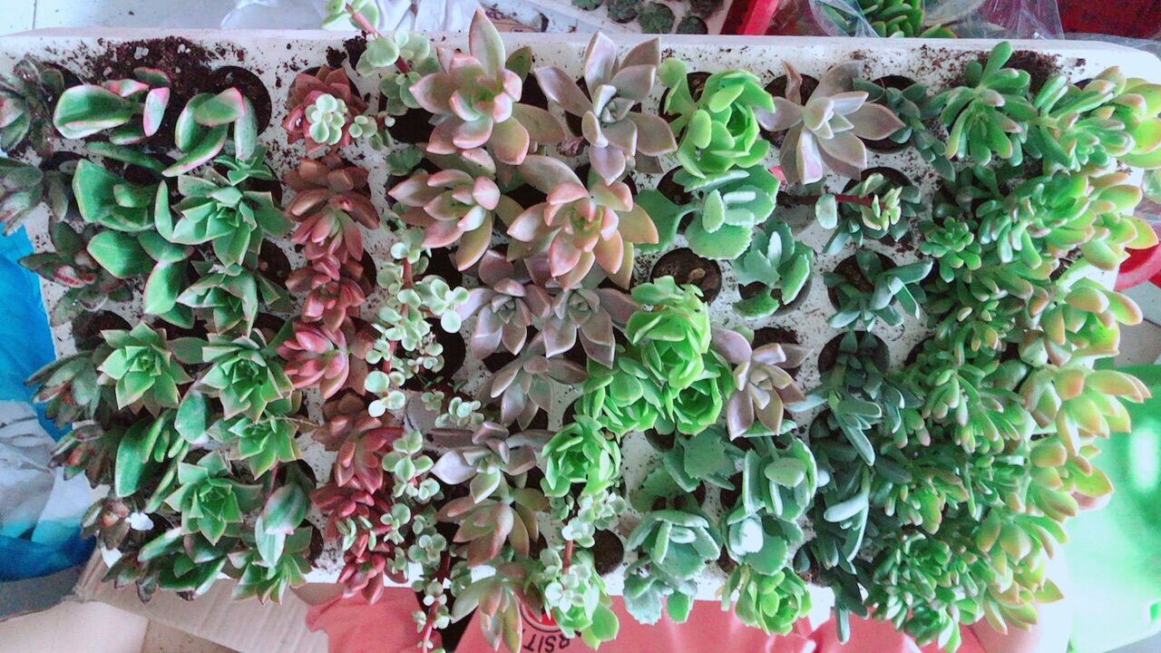 84 Cây Sen Đá Nhỏ