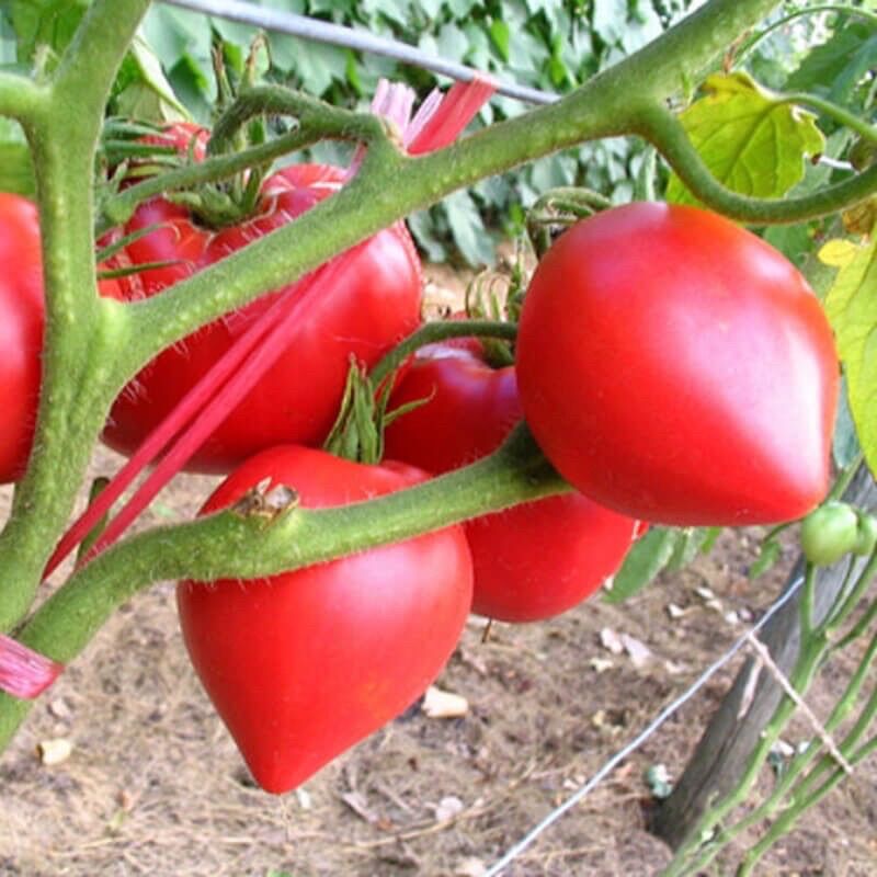 Hạt giống cà chua trái tim đỏ 0,1g
