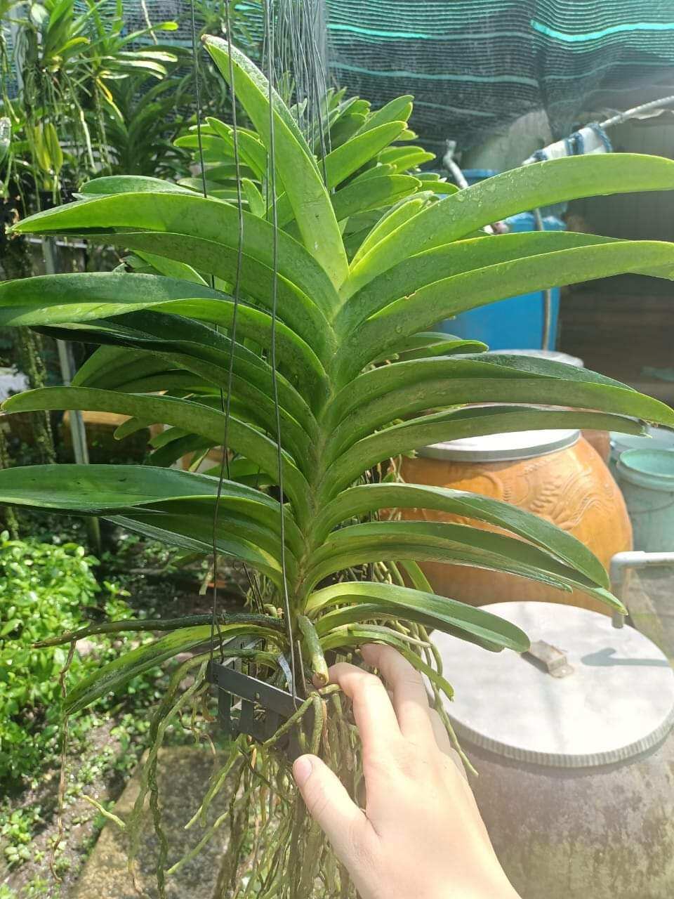 Hoa lan vanda trưởng thành màu sổ số