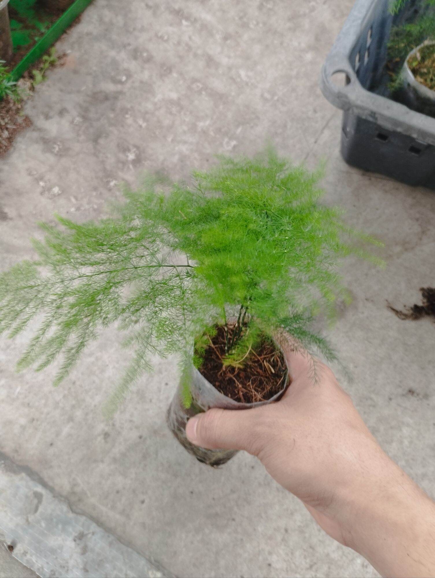 Kim thuỷ tùng mini bầu nilong