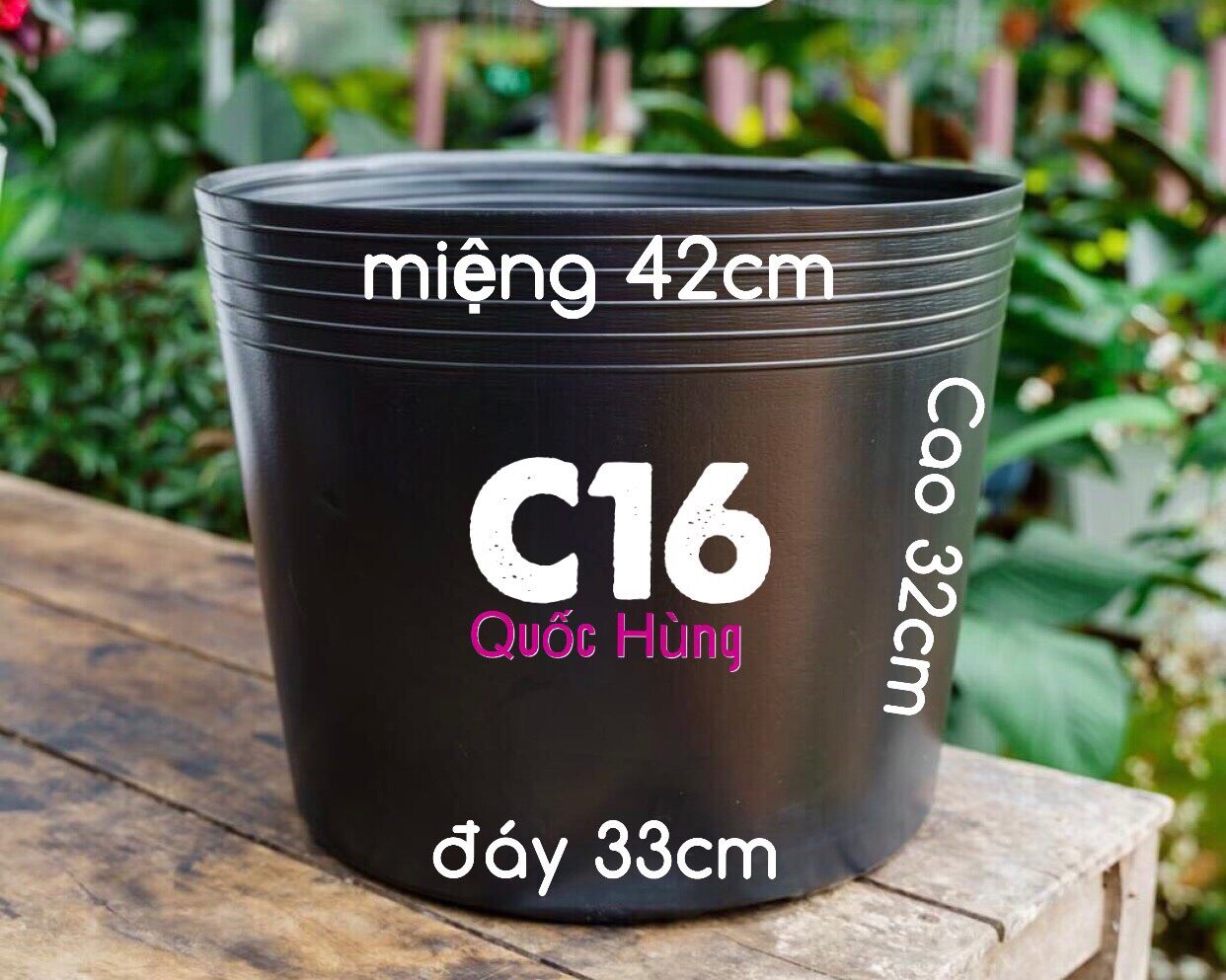Combo 50 chậu c16