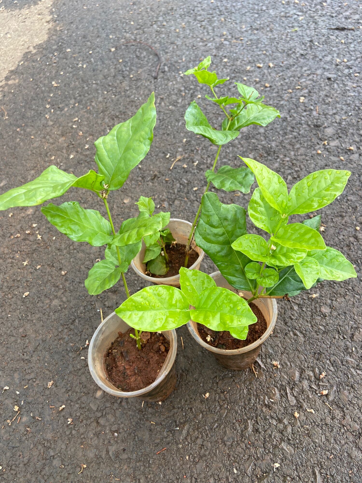 Cây giống hoa lài ta dùng hoa ướp trà