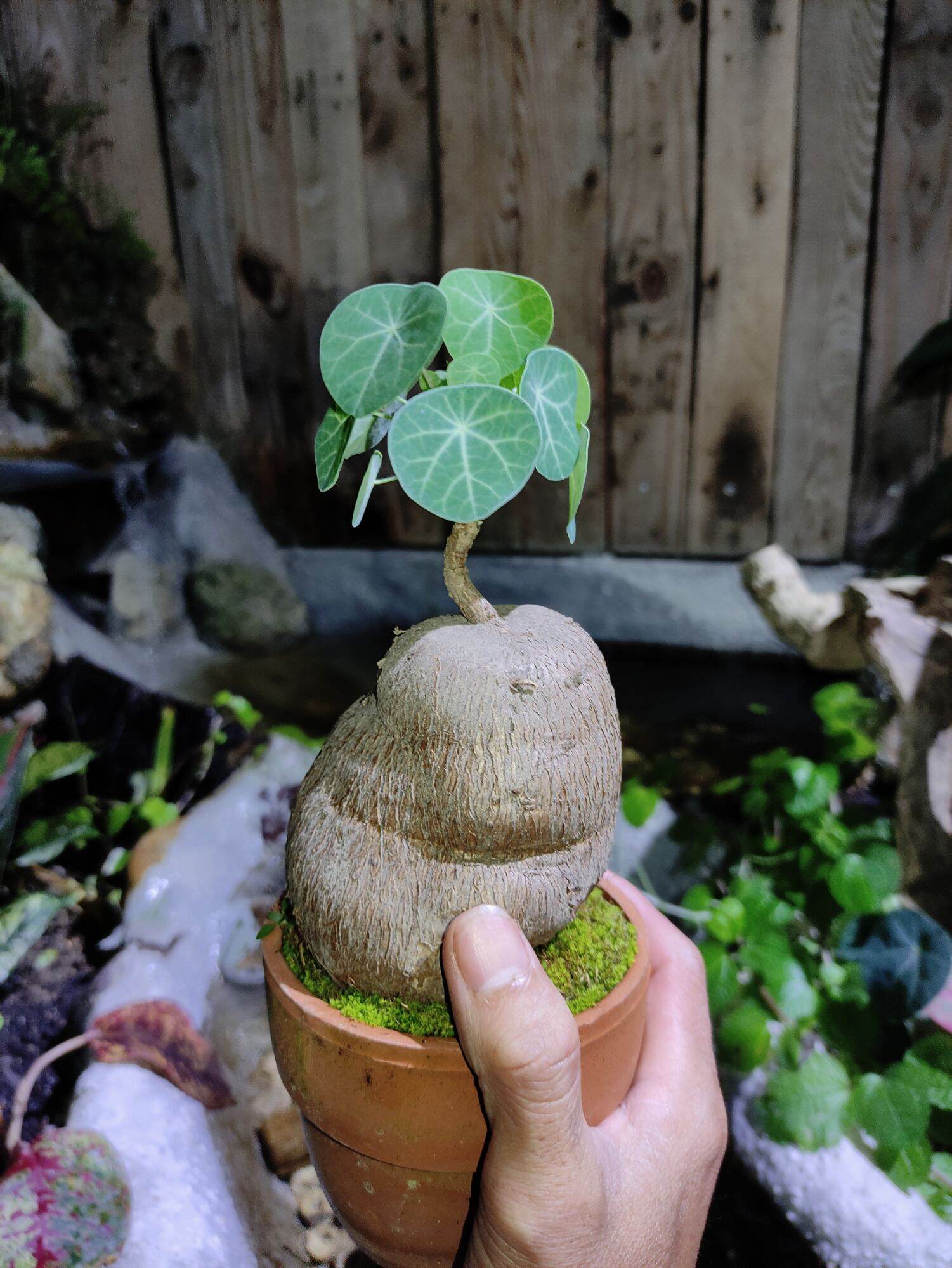 Bình vôi lá nhỏ