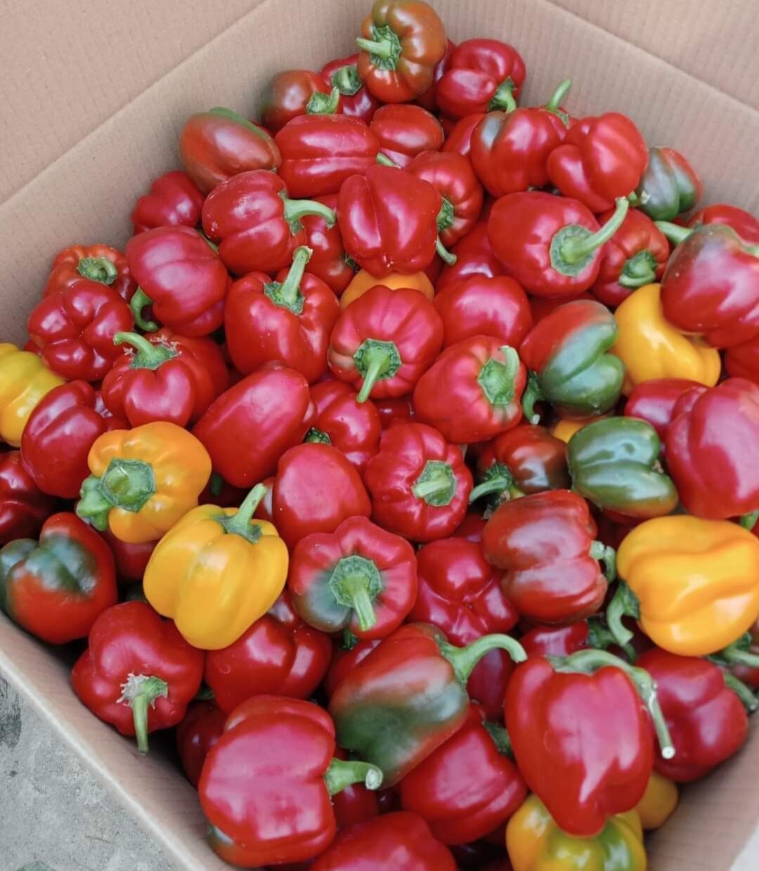 Ớt chuông Đà Lạt (1kg)