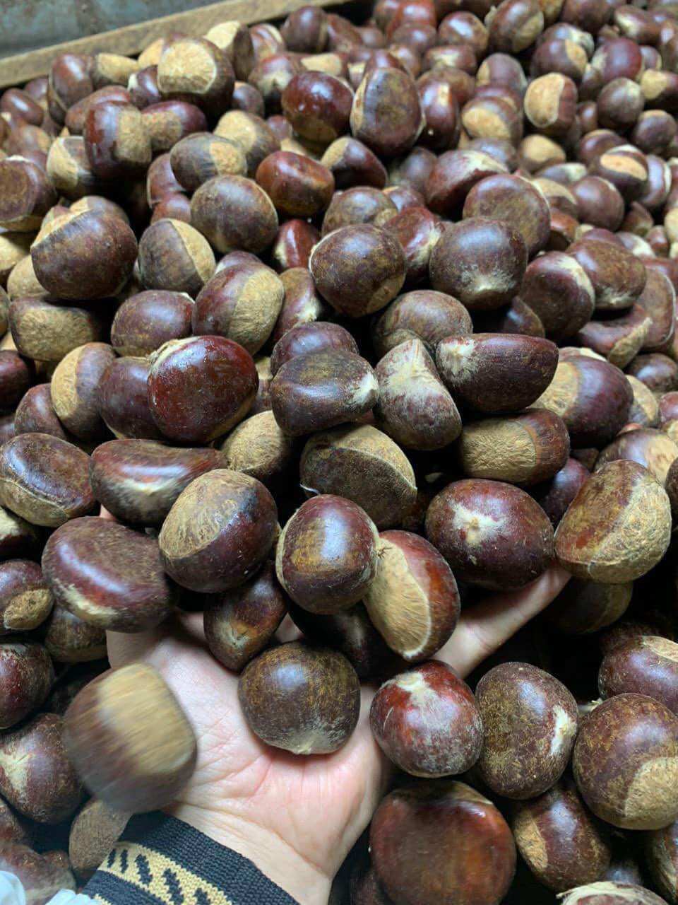 1kg HẠT DẺ TƯƠI Cao Bằng