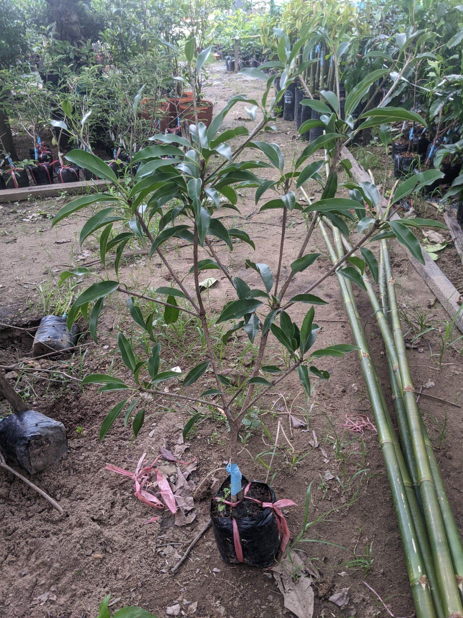 Cây giống hồng xiêm Mehico trái dài