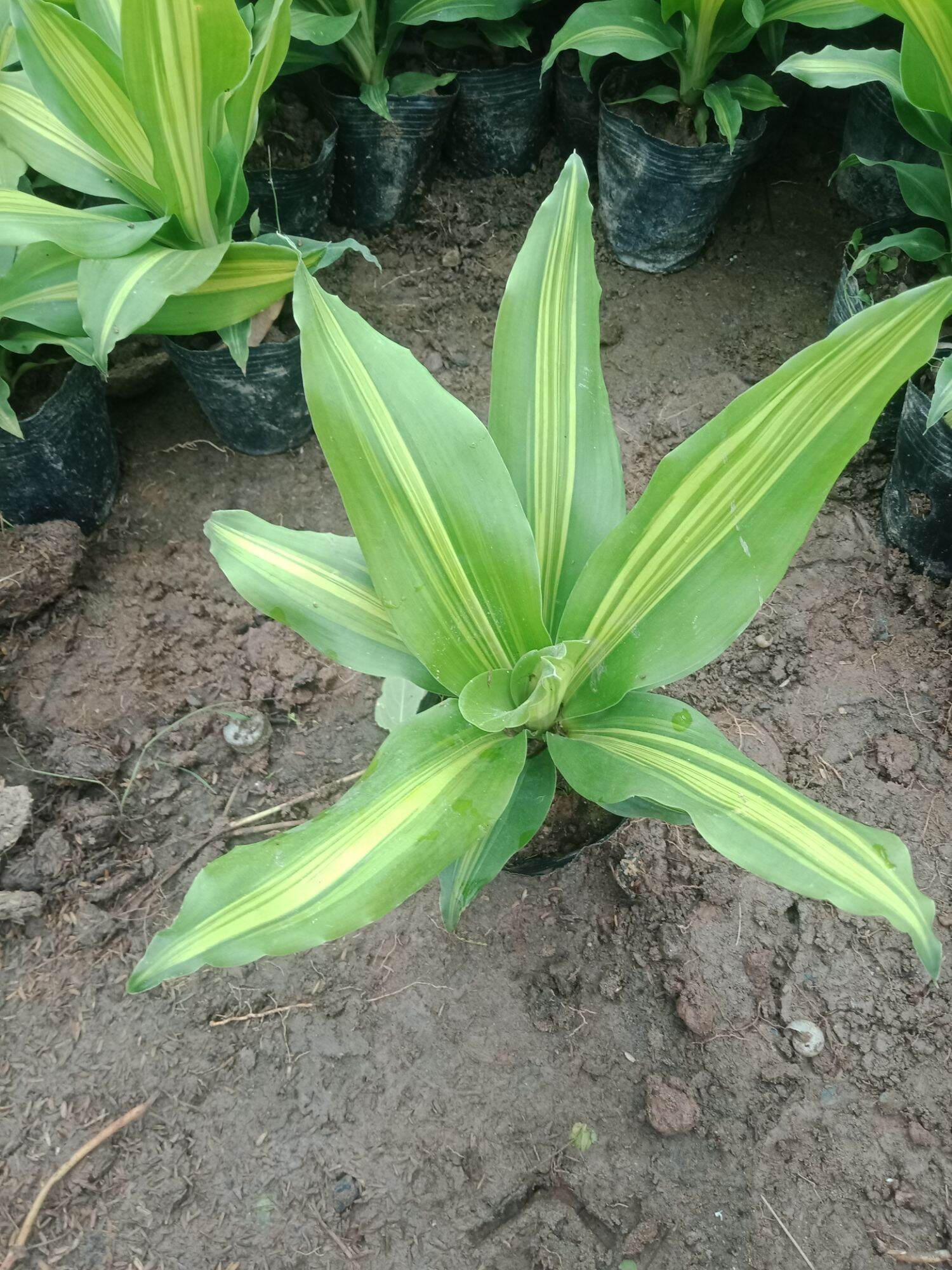 cây thiết mộc lan