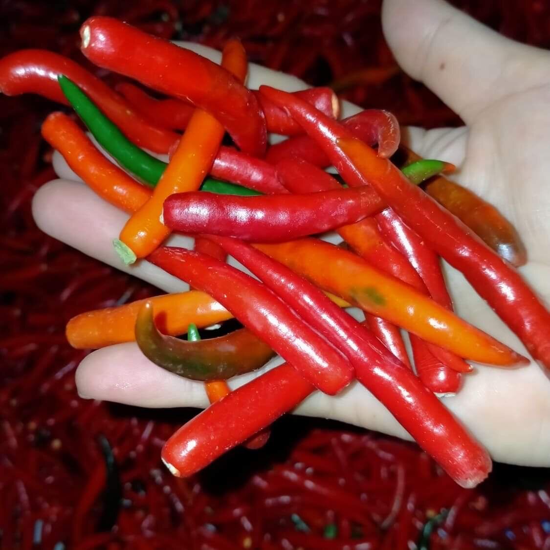 Ớt muối Mường Lay- Điện Biên
