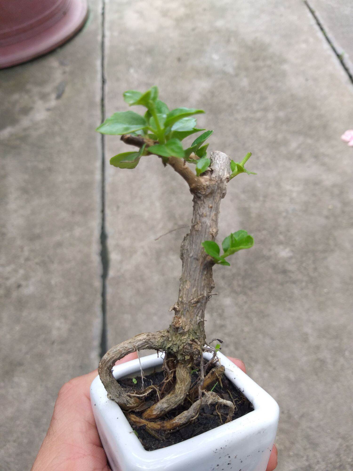 [HCM]Sam Hương mini Bonsai Có chậu