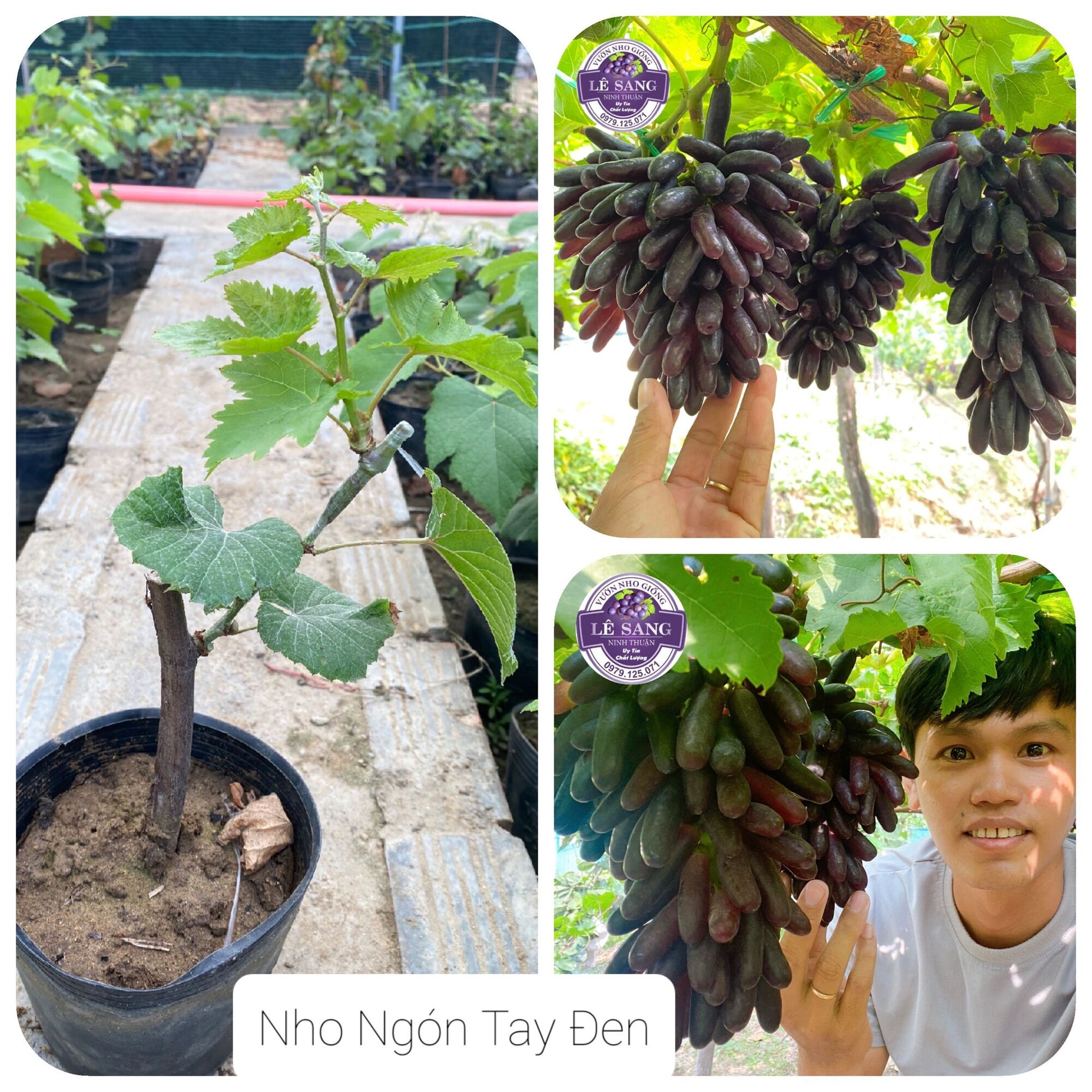 Cây Nho Ngón Tay Đen Không Hạt