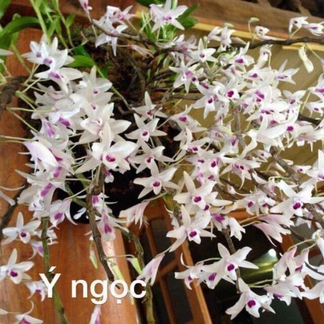 Hoa Lan đột biến năm cánh trắng ý ngọc(1 bó)