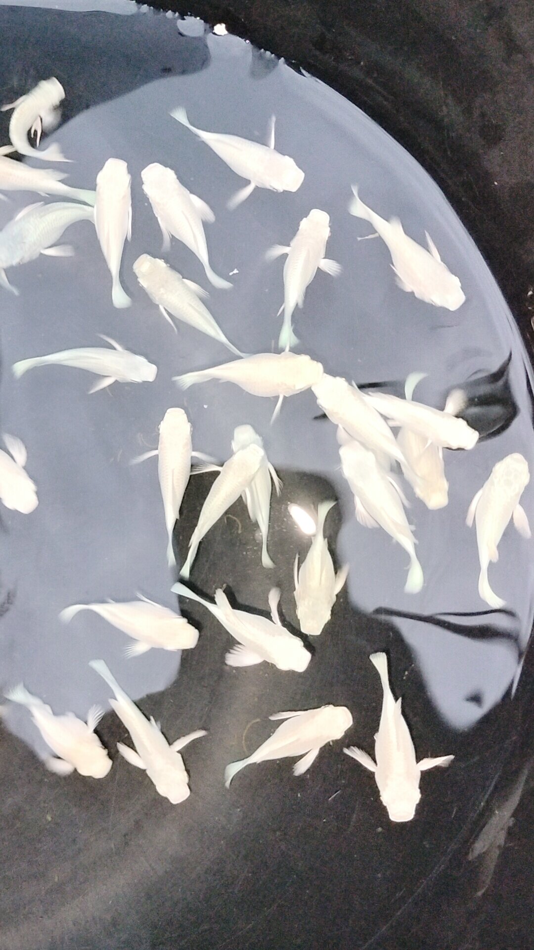 Molly platinum đuôi tròn 10 bé 120k