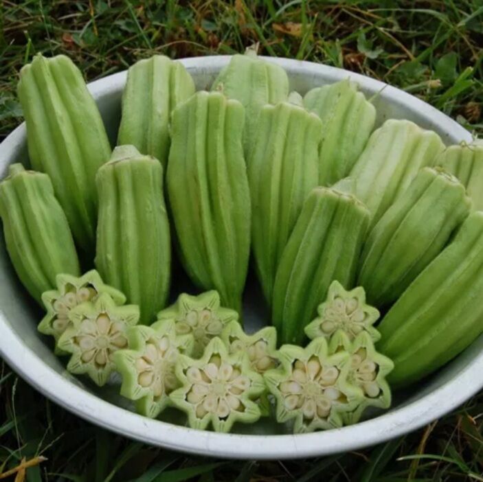Hạt đậu bắp khổng lồ 50 hạt siêu quả