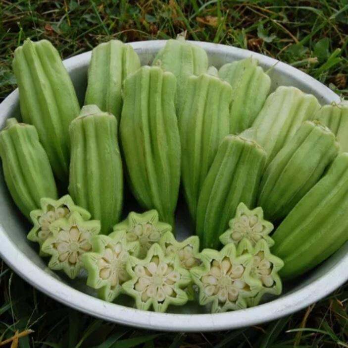 Hạt đậu bắp khổng lồ 50 hạt siêu quả