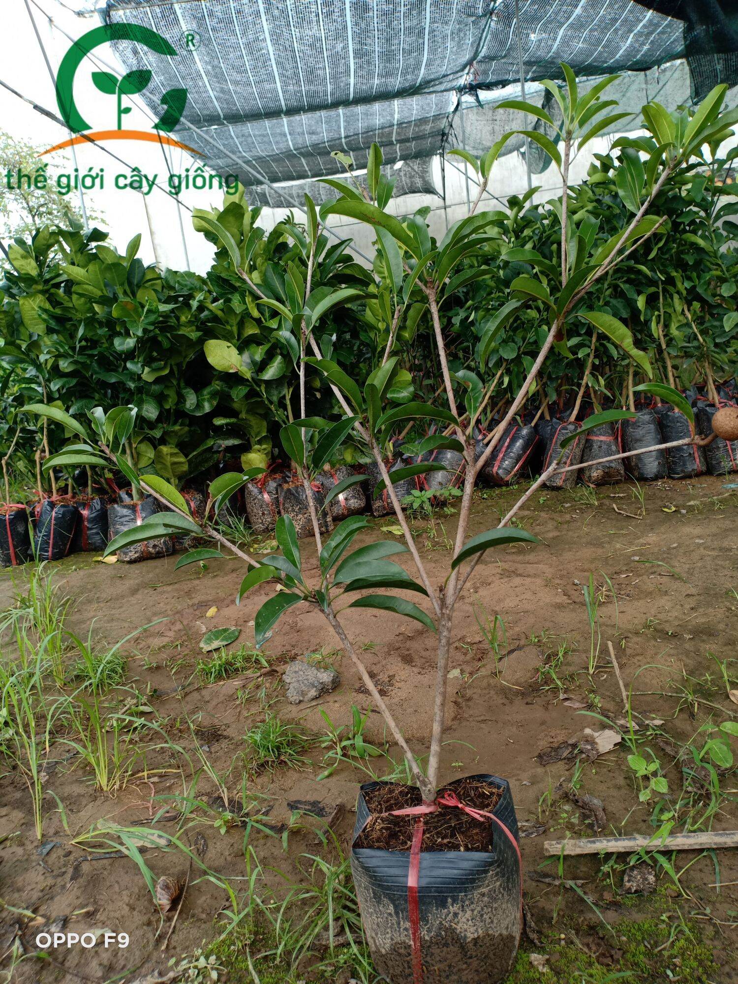 Cây Giống Sapo Mexico