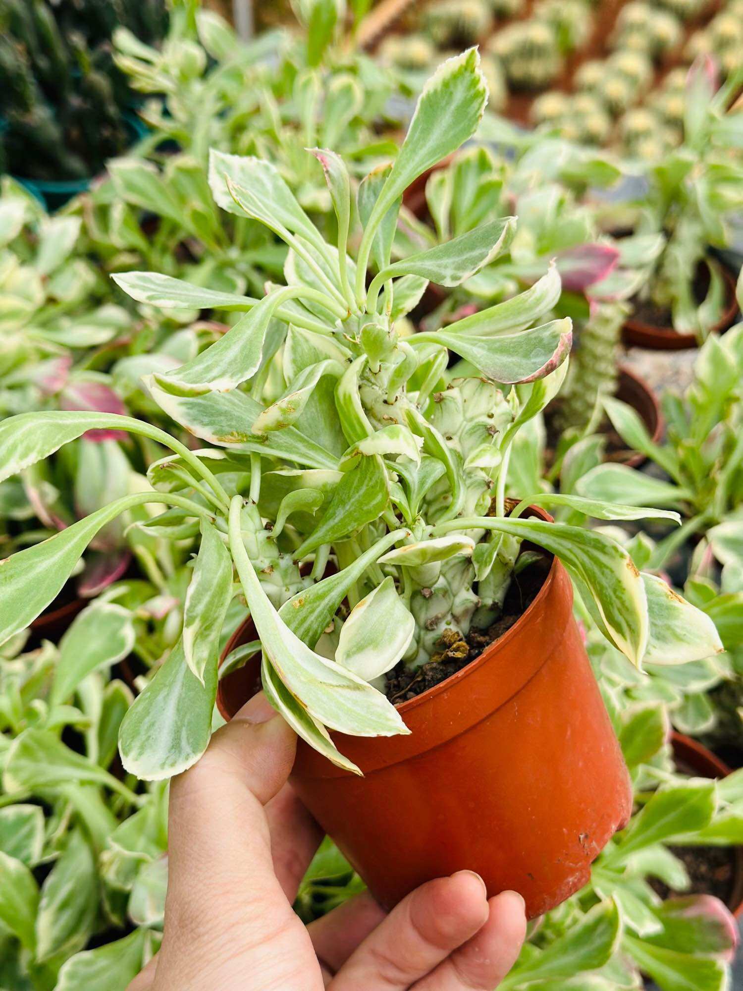 cây xương rồng mũ đục kì lân var bụi 3-5 đầu