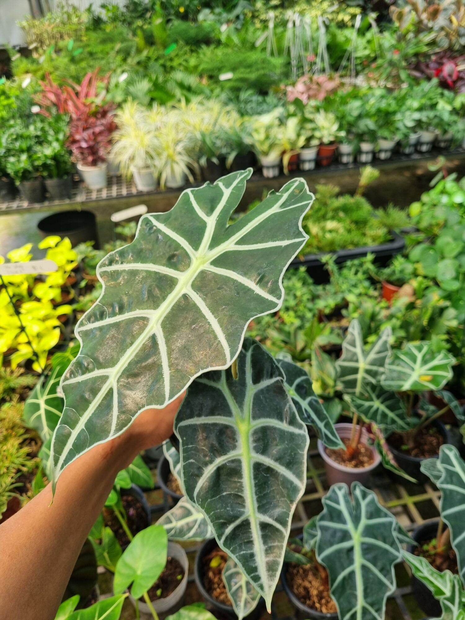Cây môn quan âm (Alocasia Polly)