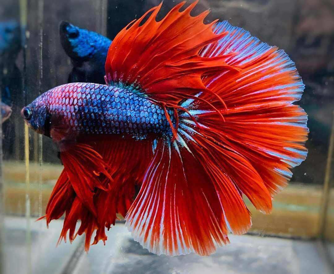 🌹 BETTA 🌹 koi Nemo glx ( làm giống tốt )