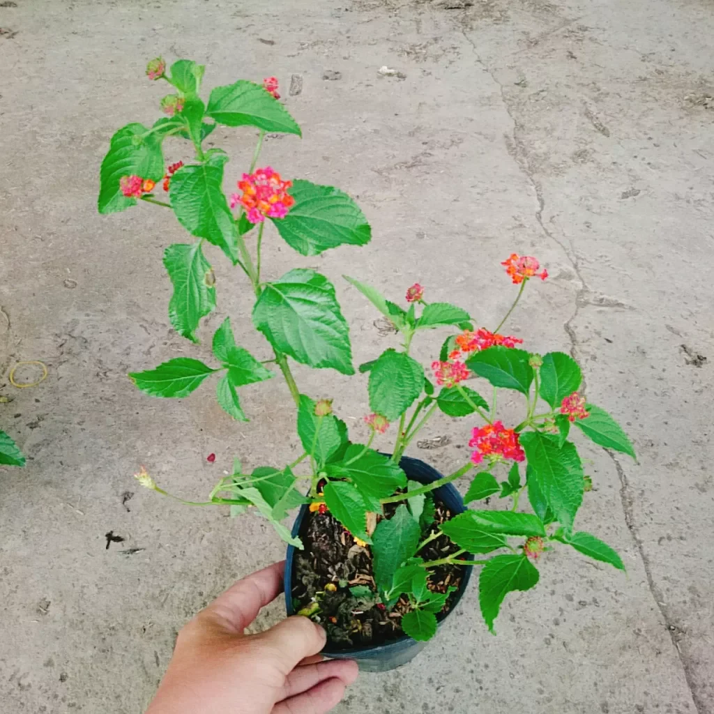 Hoa ngũ sắc đỏ ( hoa trâm ổi đỏ)
