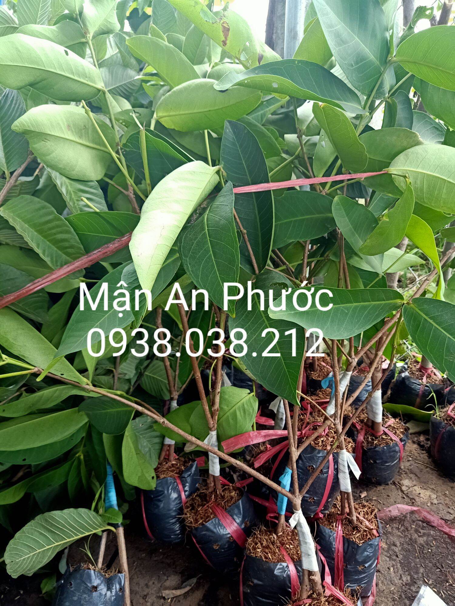 CÂY GIỐNG MẬN AN PHƯỚC / MẬN ROI ĐỎ