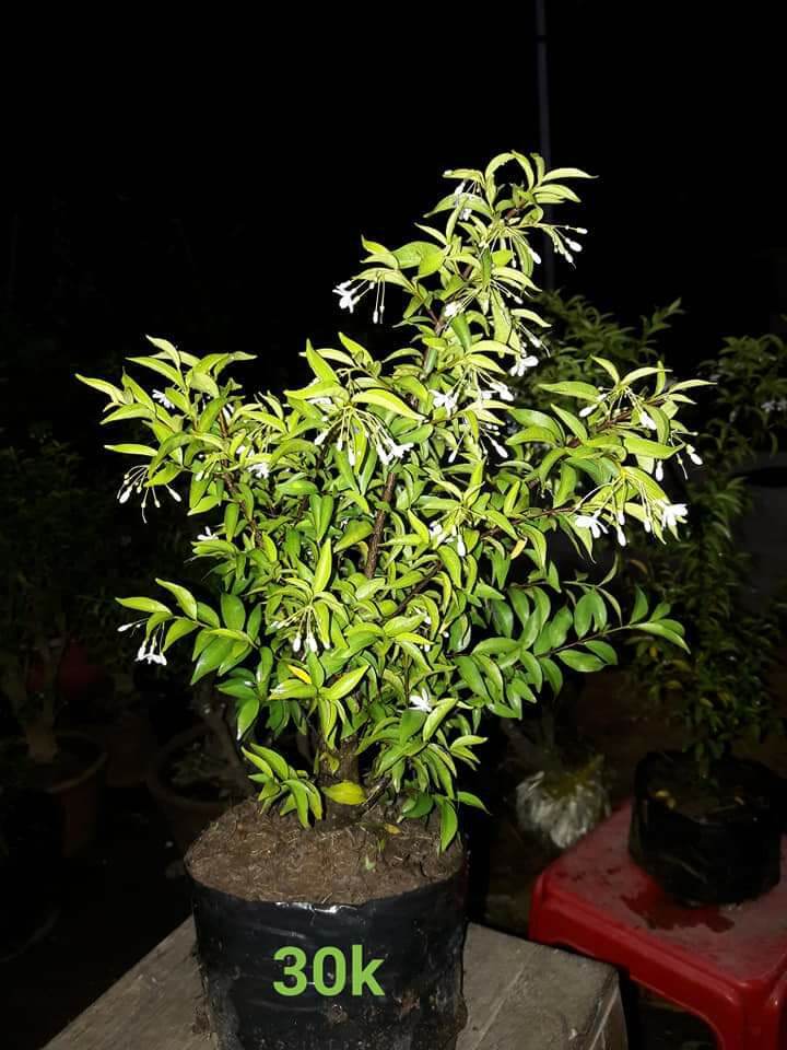 mai chiếu thủy giống
