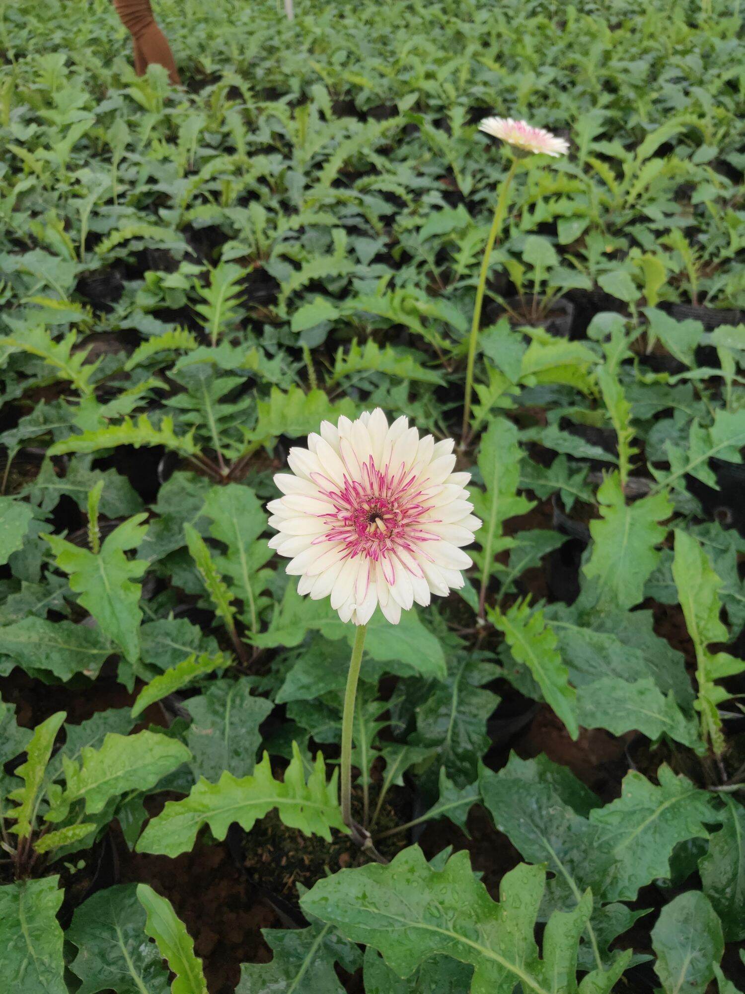 Cây hoa đồng tiền cao nhỡ ( nhiều màu)
