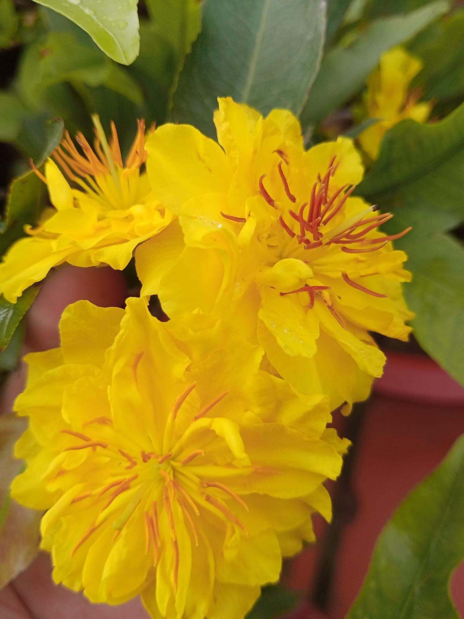 Mai cúc thọ hương ghép gốc mai vàng quấn rễ đẹp làm bonsai mini