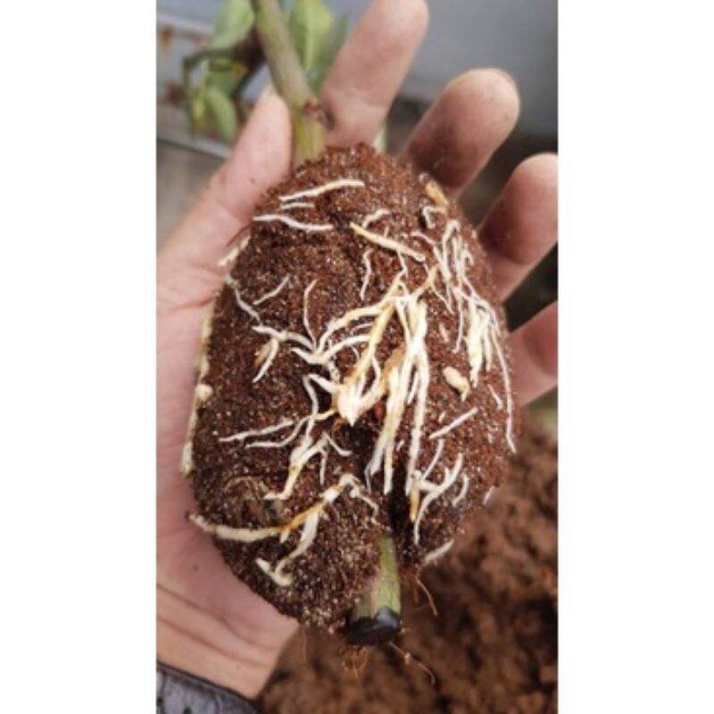 Chế Phẩm Nấm Ủ Đối Kháng TRICHODERMA