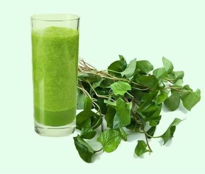 Bột diếp cá sấy lạnh nguyên chất 500g