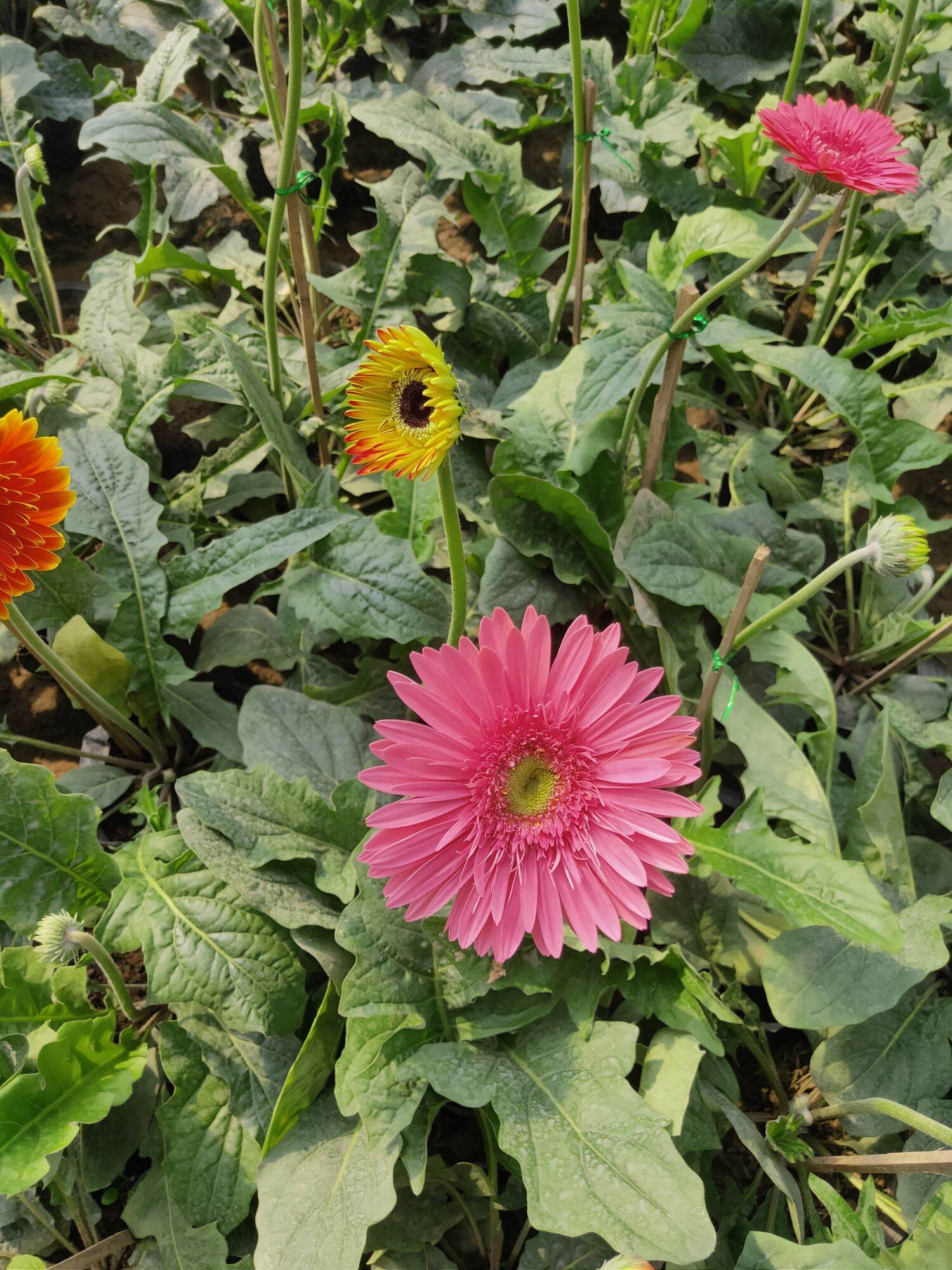 Cây hoa đồng tiền cao nhỡ ( nhiều màu)