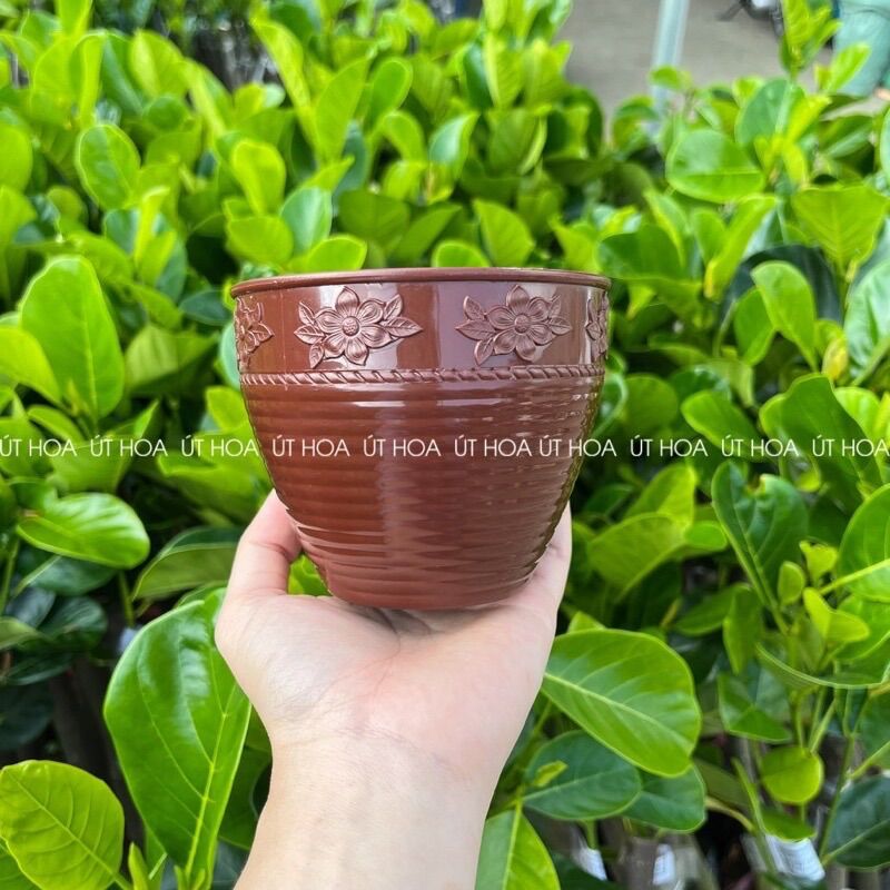 Chậu Hoa mai mini trồng hoa kiểng, sen đá, xương rồng