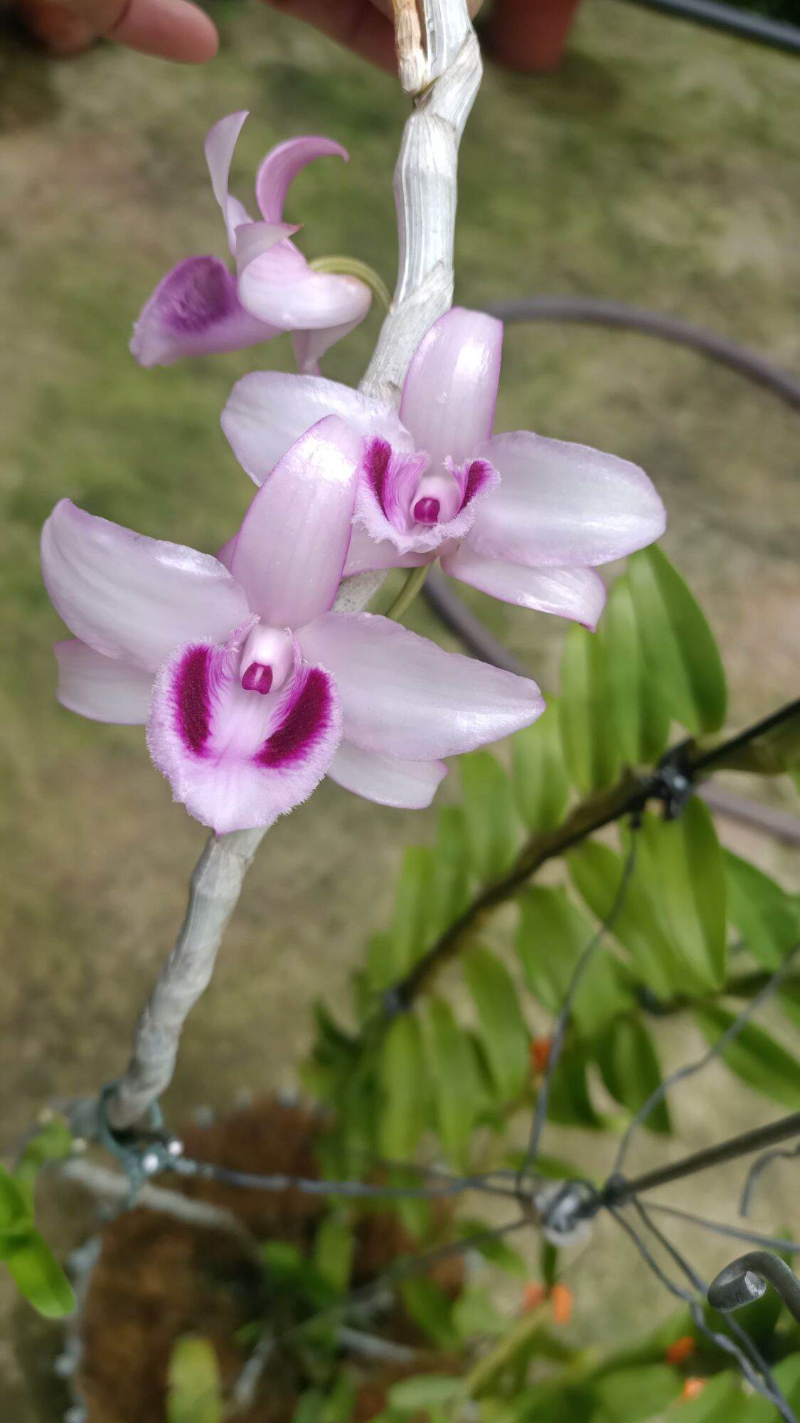 Cây giống hoa lan Cửu Long Cao Phong ( hàng nhân kie 15-25cm)
