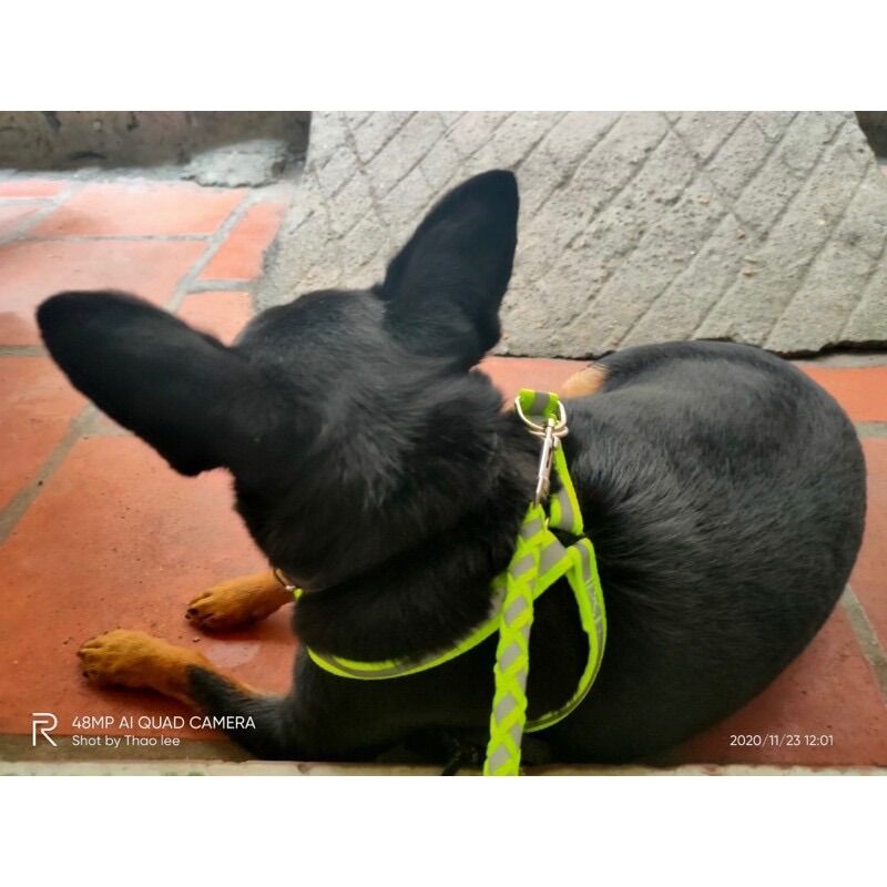 Dây Dắt - Dây Xích - Dây Yếm Phản Quang