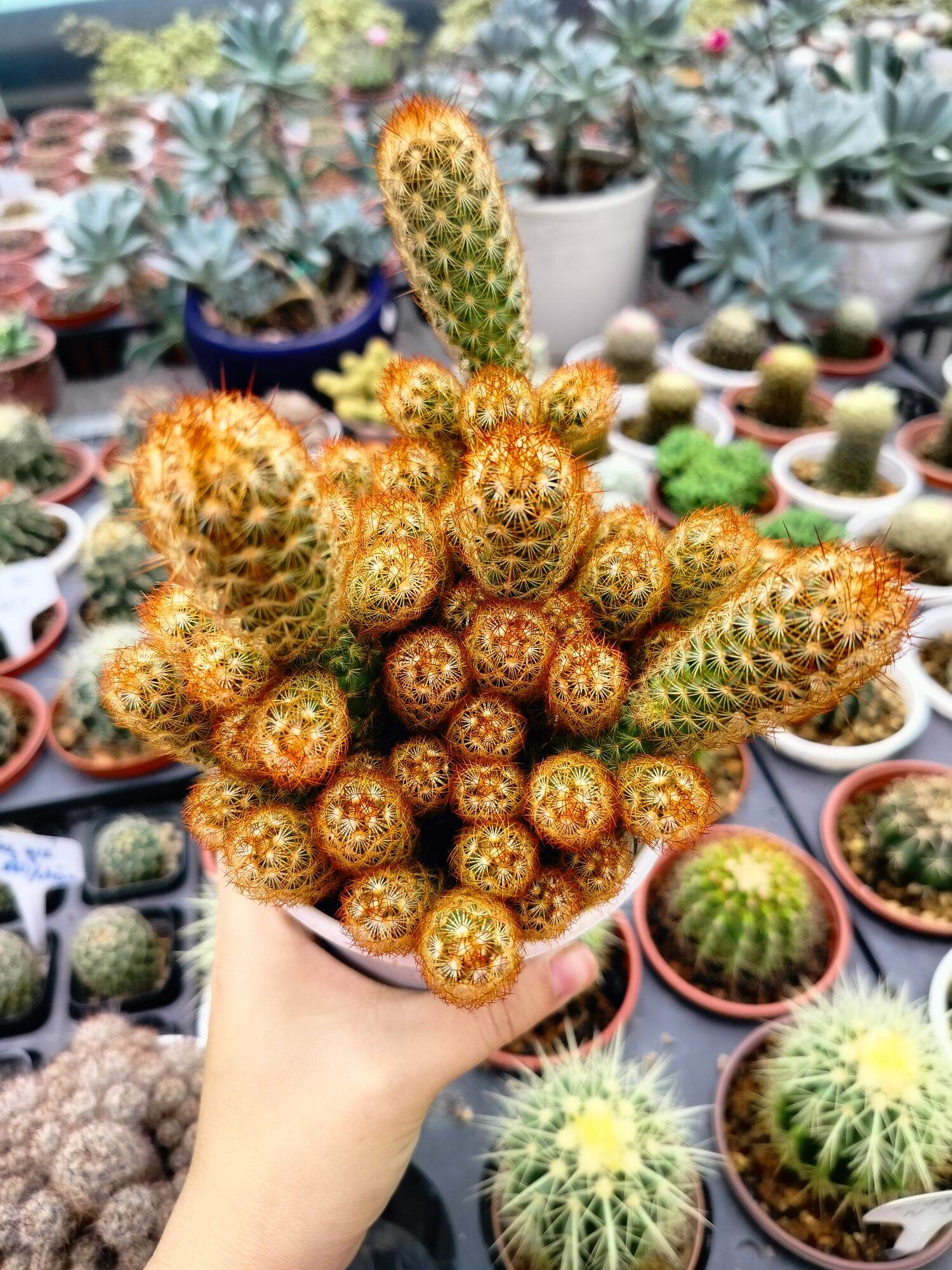 xương rồng bụi