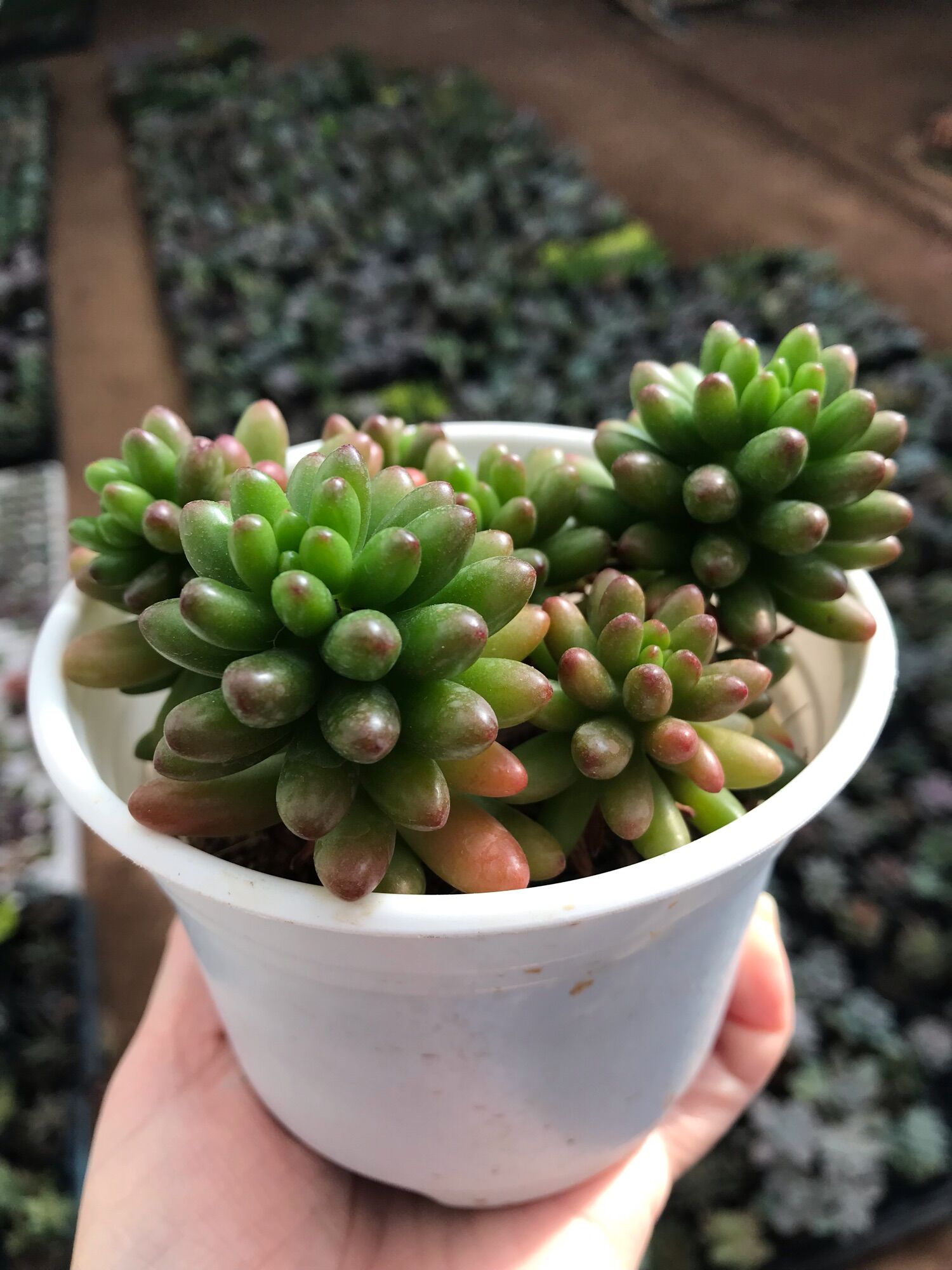 Sen đá thạch ngọc cute size trung