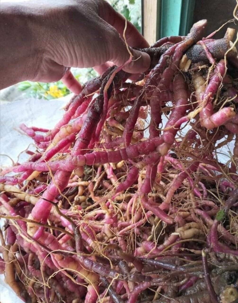 Ba Kích Tím Tươi 1Kg