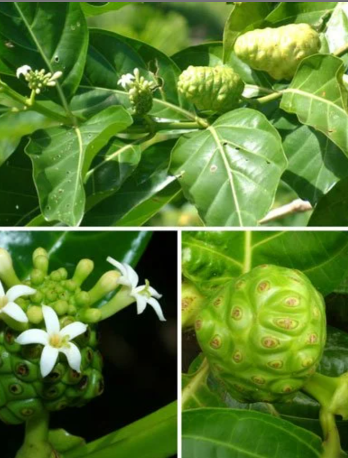 Trái nhàu tươi - dược liệu thuốc nam