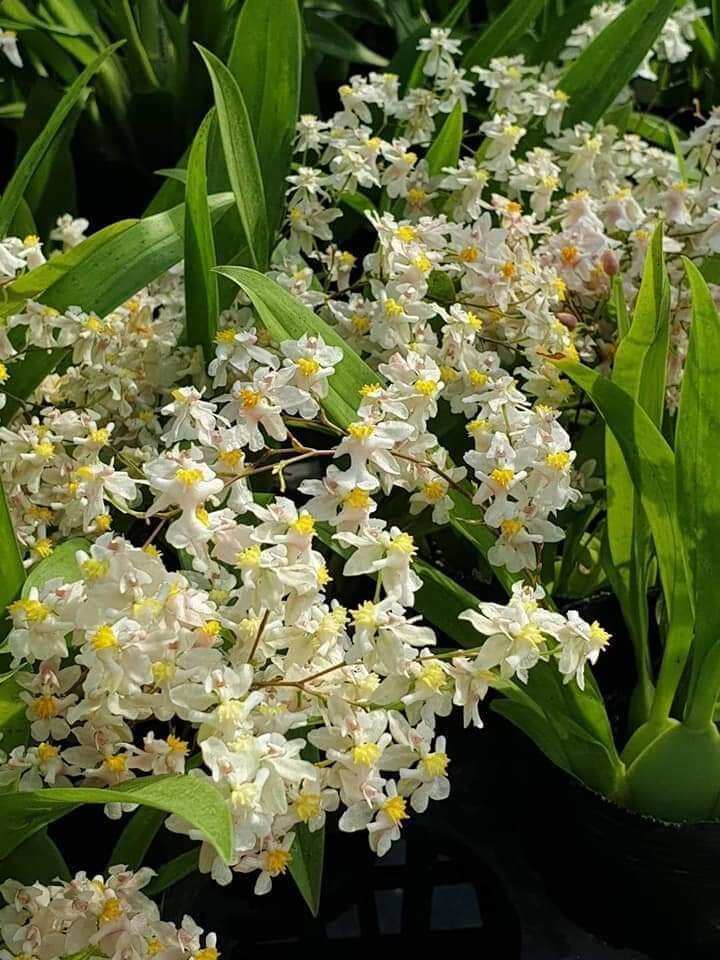 Hoa lan vũ nữ hồng lâu mộng đang nụ hoa