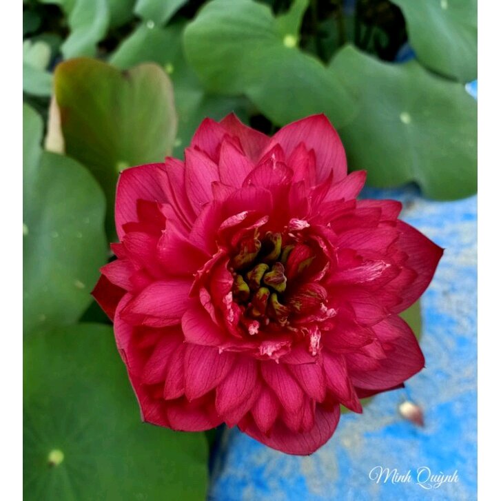 Củ sen Bát trân hồng