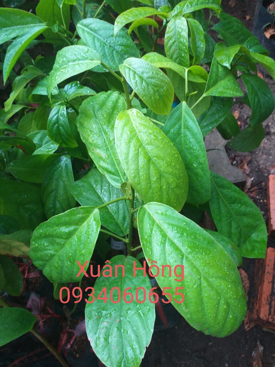cây dâu xiêm cao 40-50cm