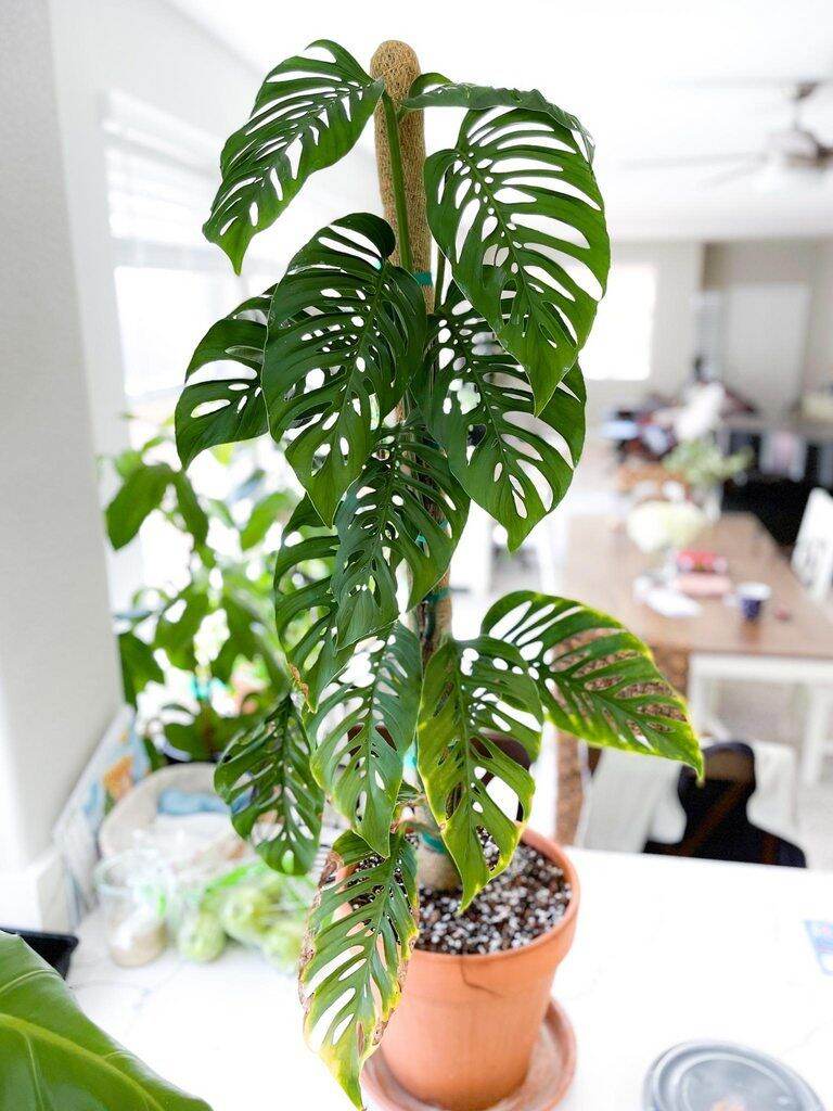 Trầu bà lỗ monstera adansonii var adansonii
