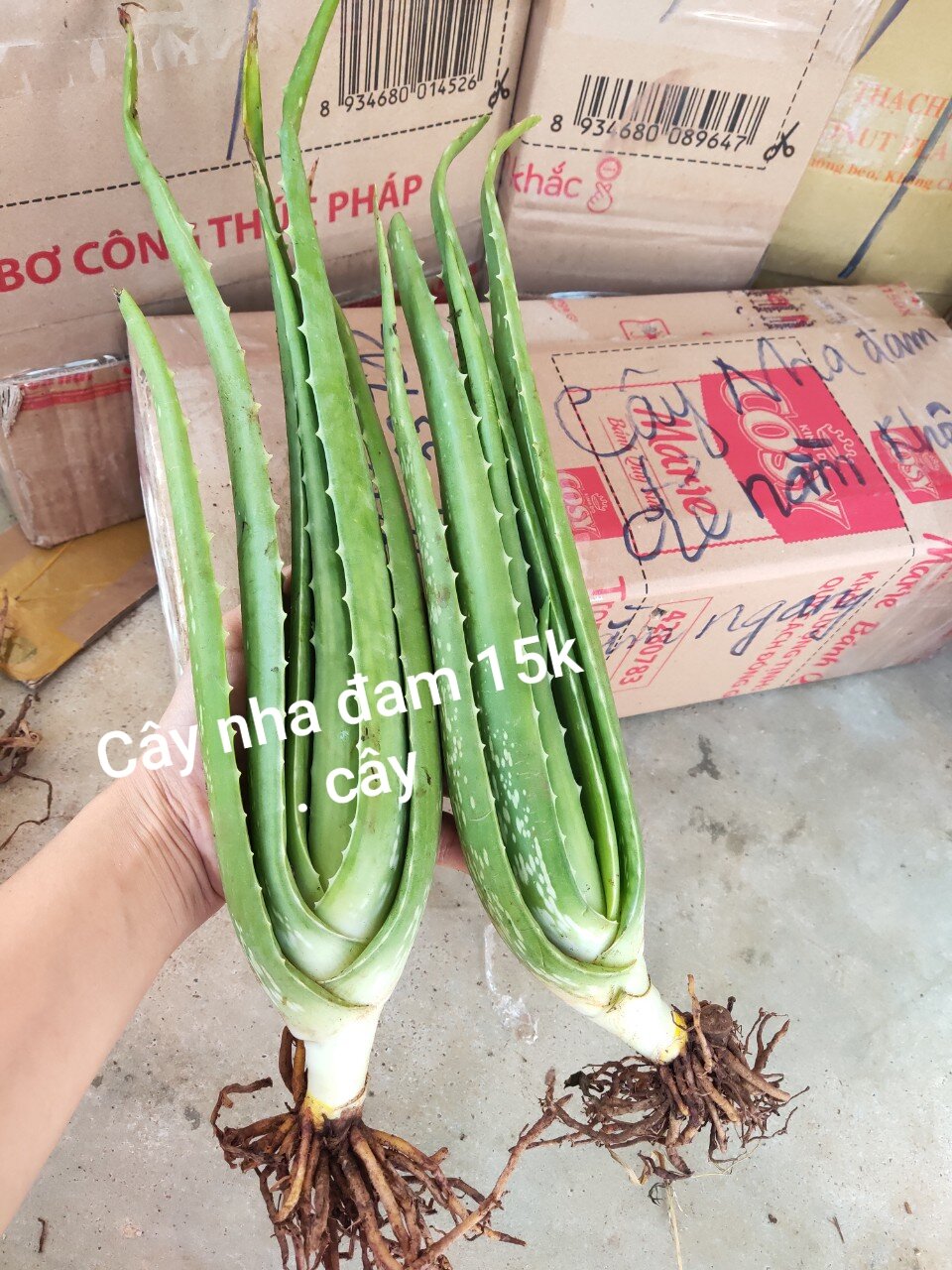 Cây Nha Đam Thái to. 
