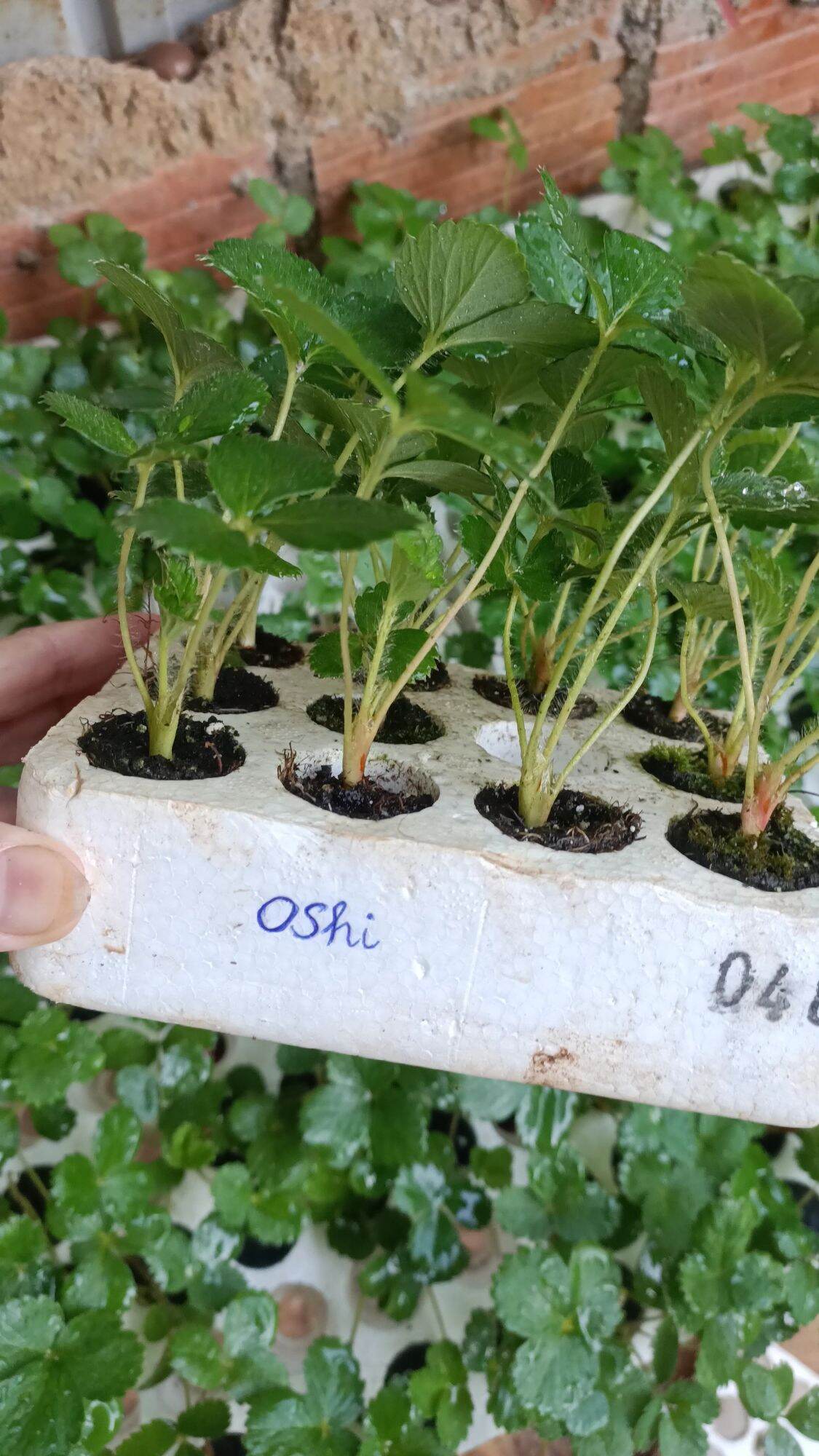 Dâu tây Nhât OSHI ( combo 10 cây MÔ VỈ )