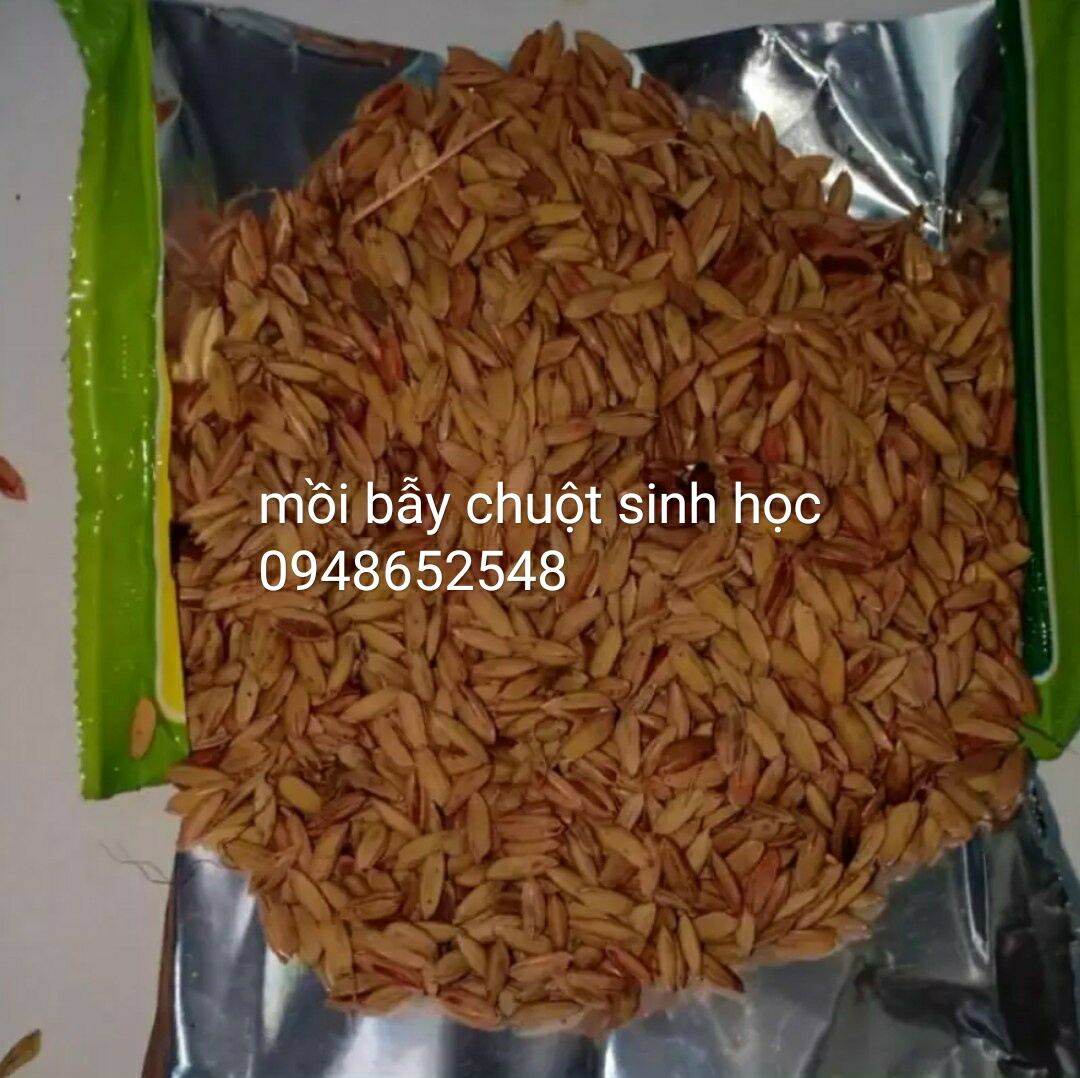 Bả lúa bẫy chuột siêu hiệu quả