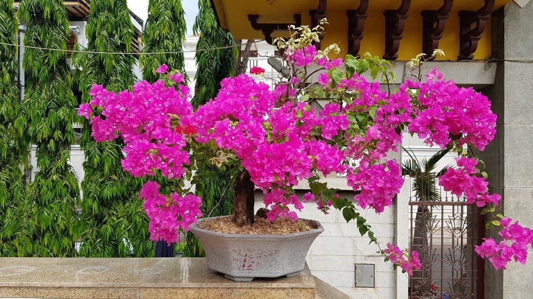 Phân Bón Siêu Hoa Giấy 700g