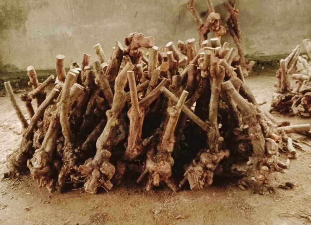 ( CÂY GIỐNG) 1 cây gốc trâm ổi lâu năm