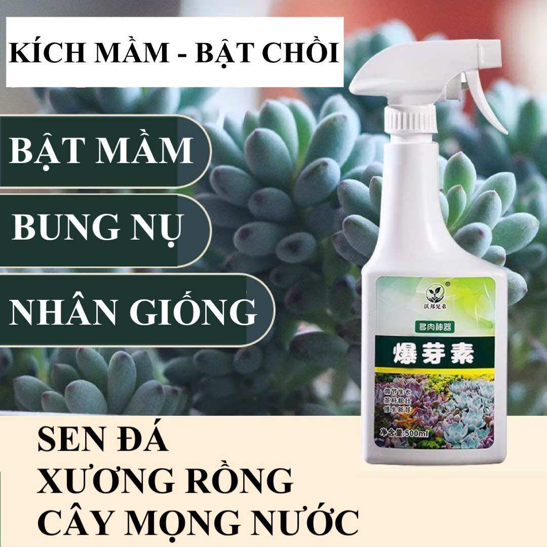 Phân bón kích mầm chồi, đẻ nhánh cây trồng mọng nước, sen đá, xương rồng 500ml