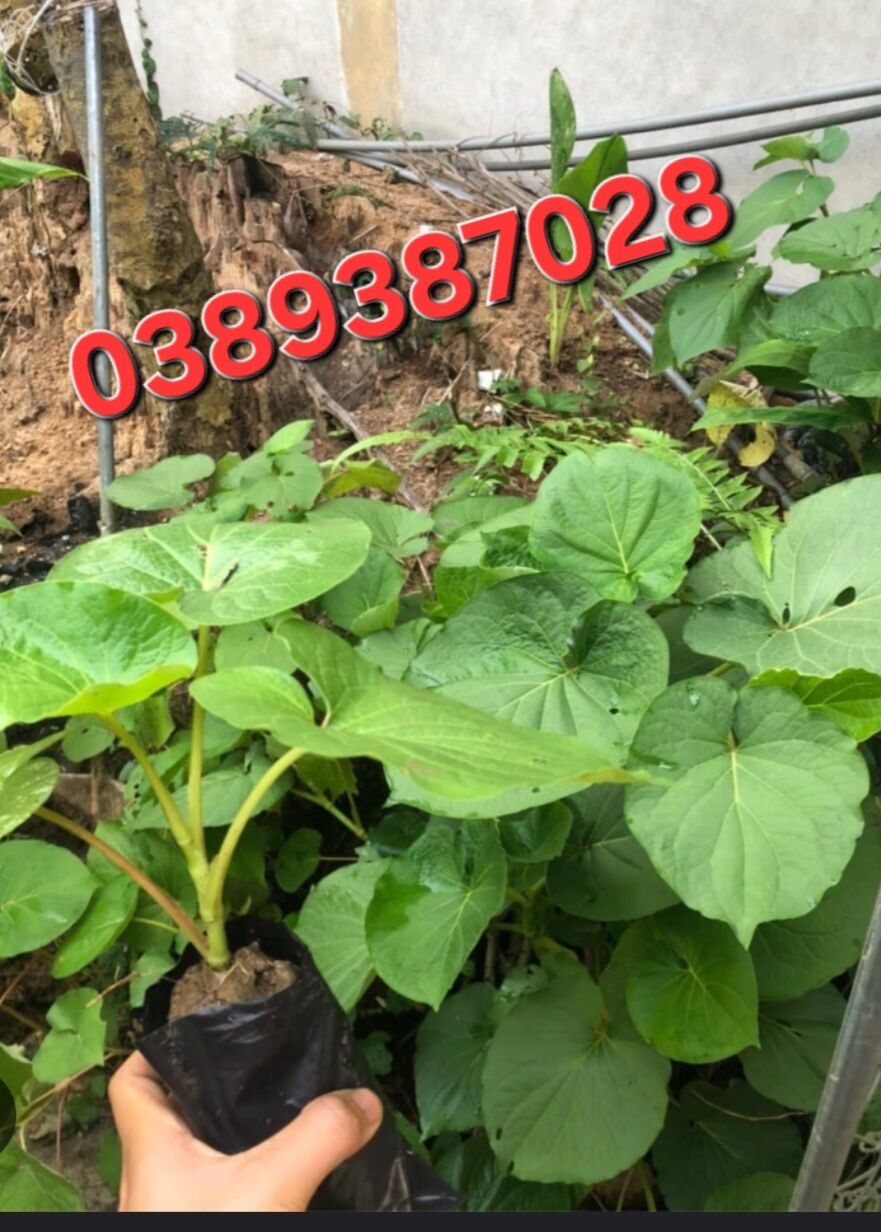 cây dổi đất dùng ăn lá
