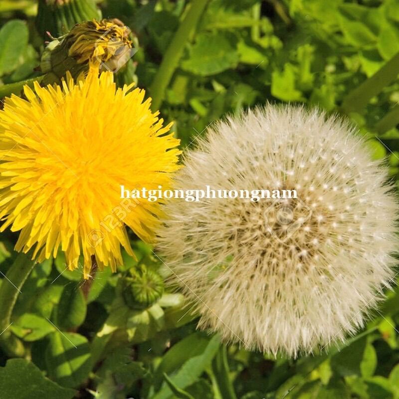 Hạt giống hoa bồ công anh